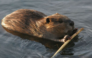 Beaver