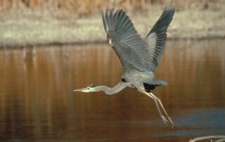 Flying Crane