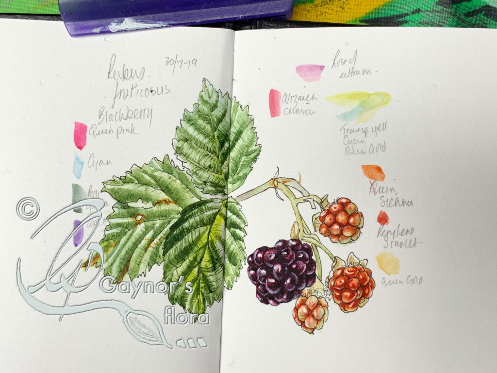 Creating a Perpetual Nature Journal: A Sketchbook With a Twist