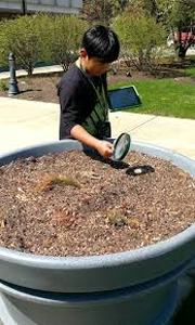 BioBlitz participant examining a planter with a magnifying glass.