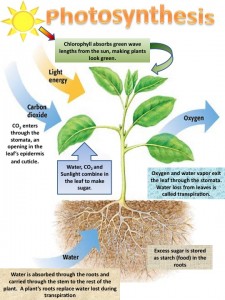 photosynthesis-process