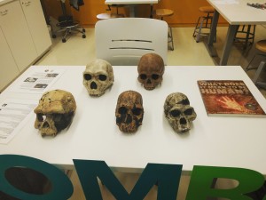 Replicas of human and human ancestors' skulls were part of the Exploring Human Origins exhibit.