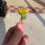 Dandelion in hand by Marcus