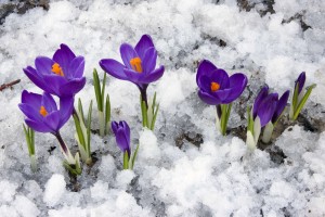 Flowers in snow