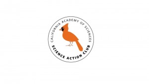Bird Scouts Logo