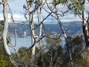 View through eucalyptus trees toward Tasmania's main urban center, Hobart. Credit: Keliann LaConte