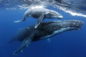 momandCalf