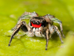 Habronattus_coecatus_Kaldari_01